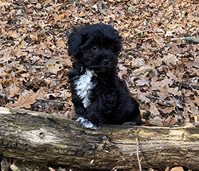 Kleiner Gast bei DogsFun.