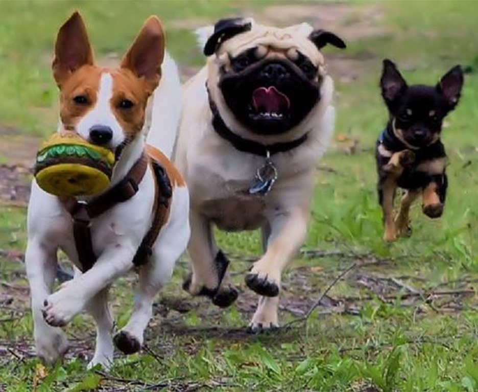 Drei Hunde spielen fangen auf der Wiese. Ein Hund hat einen Spielzeug Hamburger im Mund.
